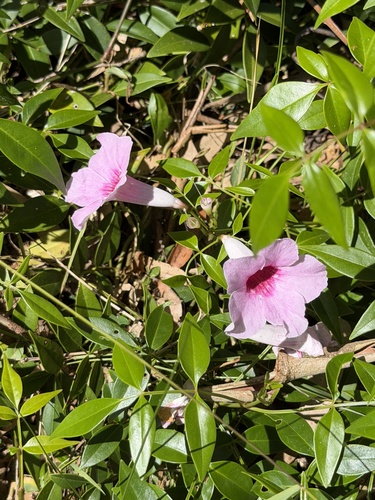 Pandorea de Cabelo de Vênus