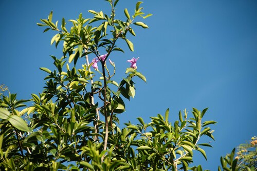 Cipó-de-borracha de Madagascar