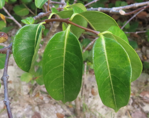 Hera de Madagascar Imperial
