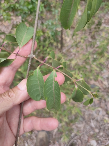 Hera de Madagascar Imperial