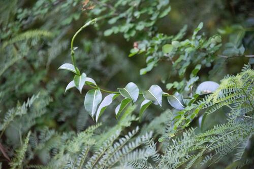 Hera de Madagascar Imperial