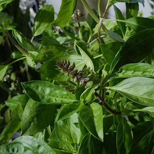 Manjericão-limão Aromático