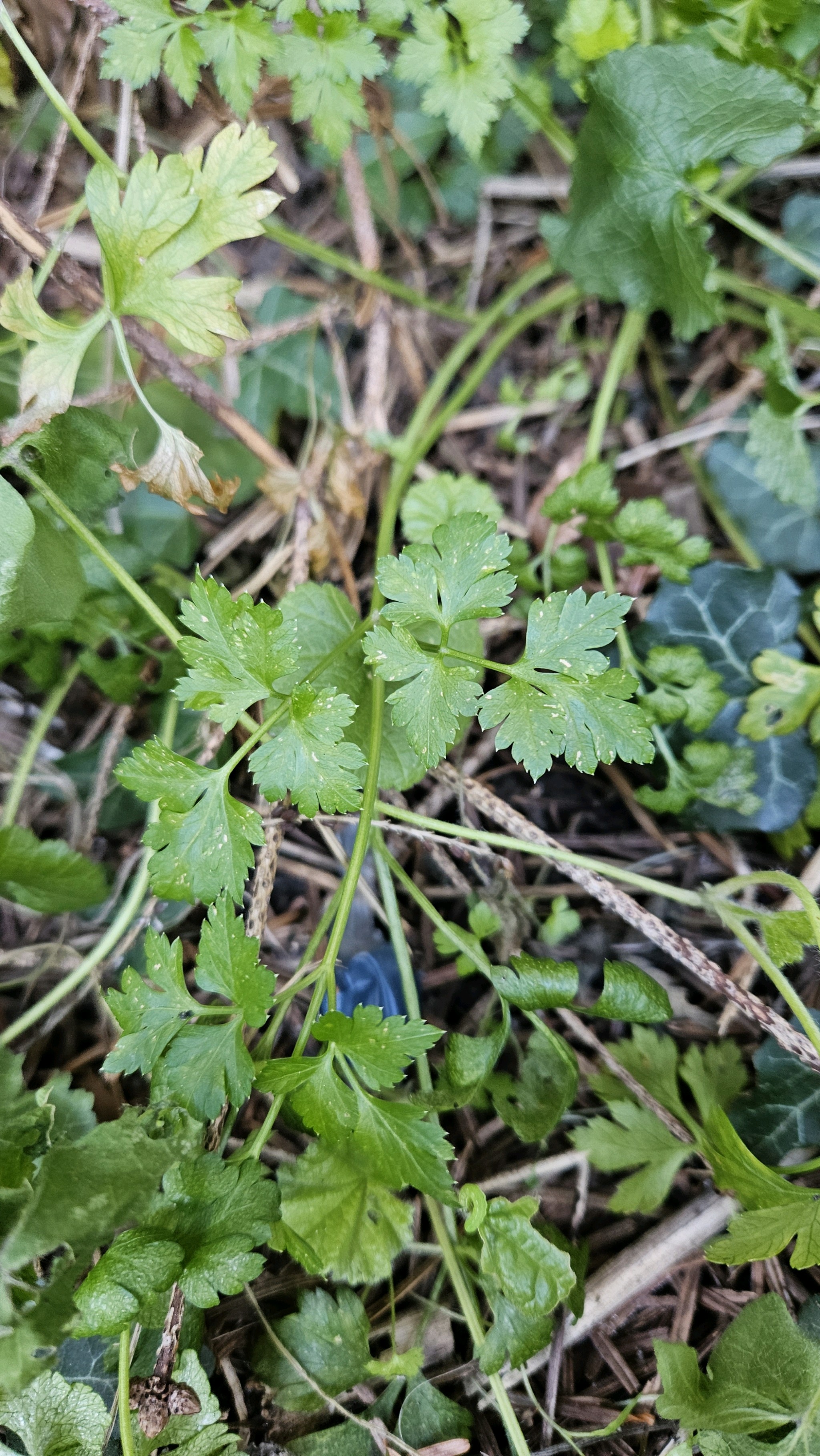 Salsa Crespa Tempero