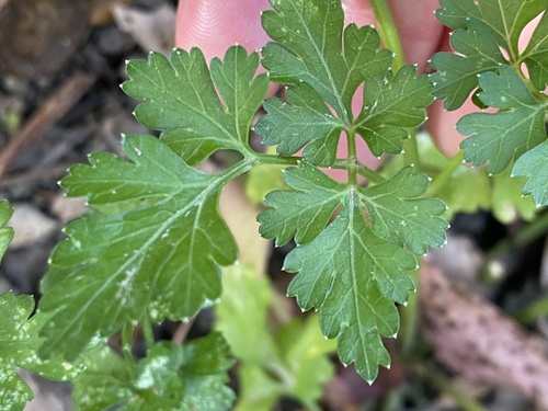Salsa Crespa Tempero