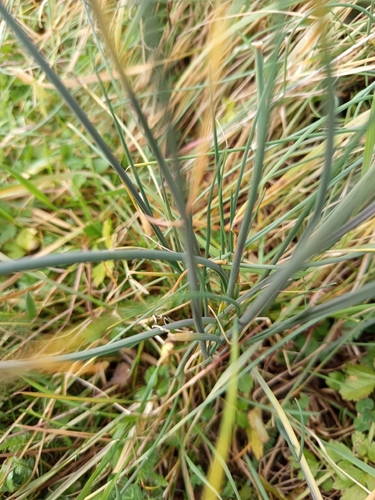 Cebolinha Francesa (Chives)