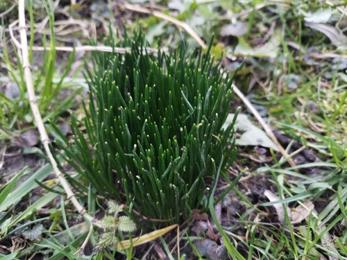 Cebolinha Francesa (Chives)