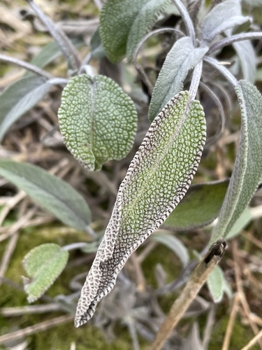 Sálvia Comum Medicinal