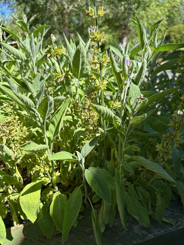 Sálvia Comum Medicinal