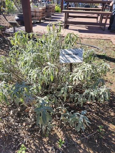 Sálvia Comum Medicinal
