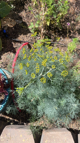 Dill Anão de Vaso