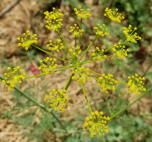 Dill Anão de Vaso