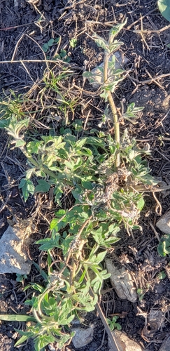 Tomate Italiano Cereja Doce