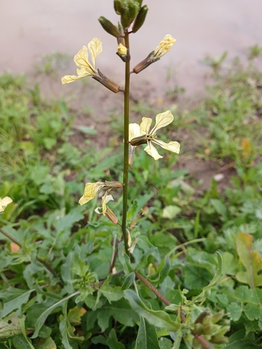 Rúcula Selvagem Dentada Picante