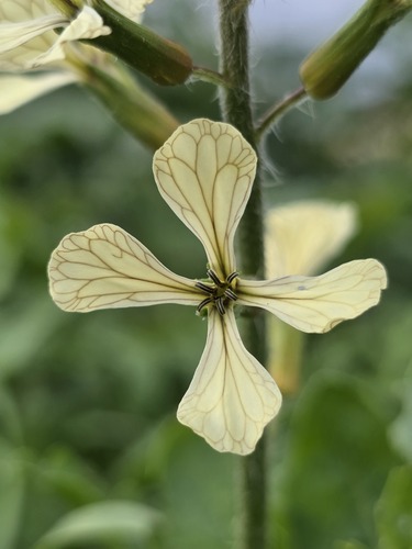 Rúcula Selvagem Dentada Picante
