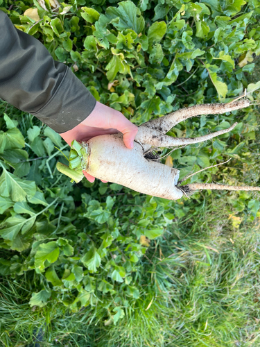 Rabanete Branco Gigante (Daikon)