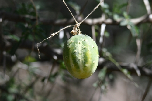 Pepino Caipira de Saladas