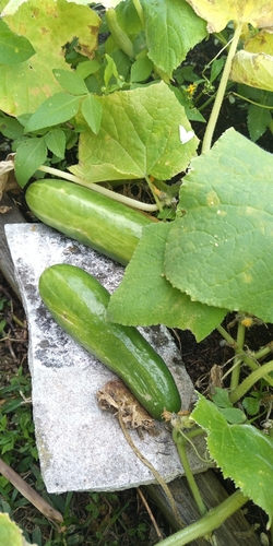 Pepino Caipira de Saladas