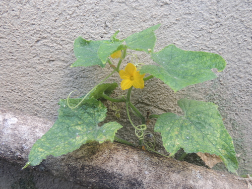 Pepino Caipira de Saladas