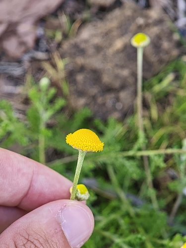 Camomila Comum para Infusão