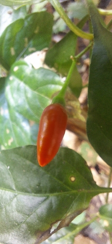 Pimenta Jalapeño de Horta