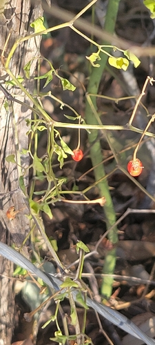 Pimenta Jalapeño de Horta