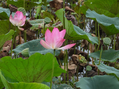Lótus Sagrado Rosa
