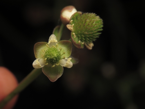 Echinodorus Rubin Vermelha