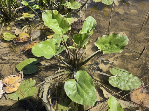 Echinodorus Rose Rosada