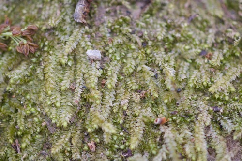 Musgo-spiky-eriçado