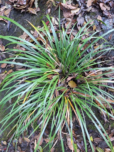 Mini-acoro-variegado