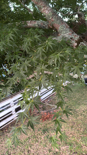 Bonsai de Bordo Deshojo
