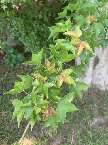 Bonsai de Bordo Tridente