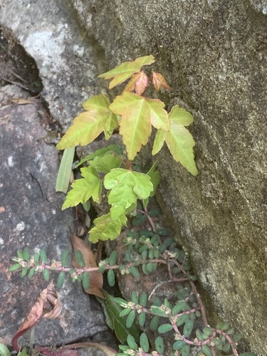 Bonsai de Bordo Tridente