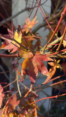 Bonsai de Bordo Shishigashira Cabeça de Leão