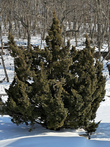 Bonsai de Junípero Shimpaku Itoigawa