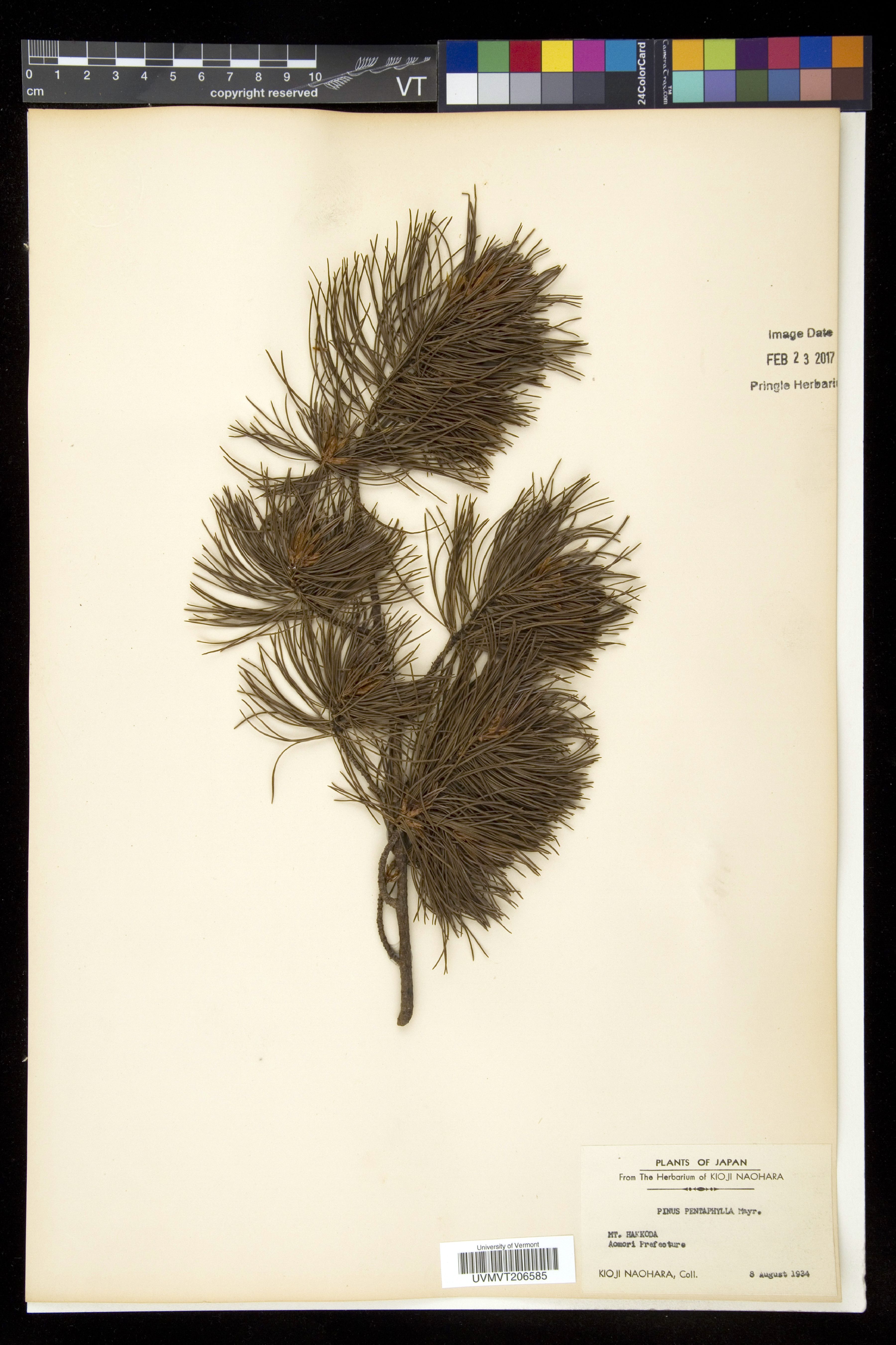 Bonsai de Pinheiro Goyo Zuisho
