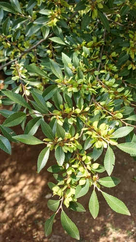 Bonsai de Olmo Chinês com Casca de Cortiça