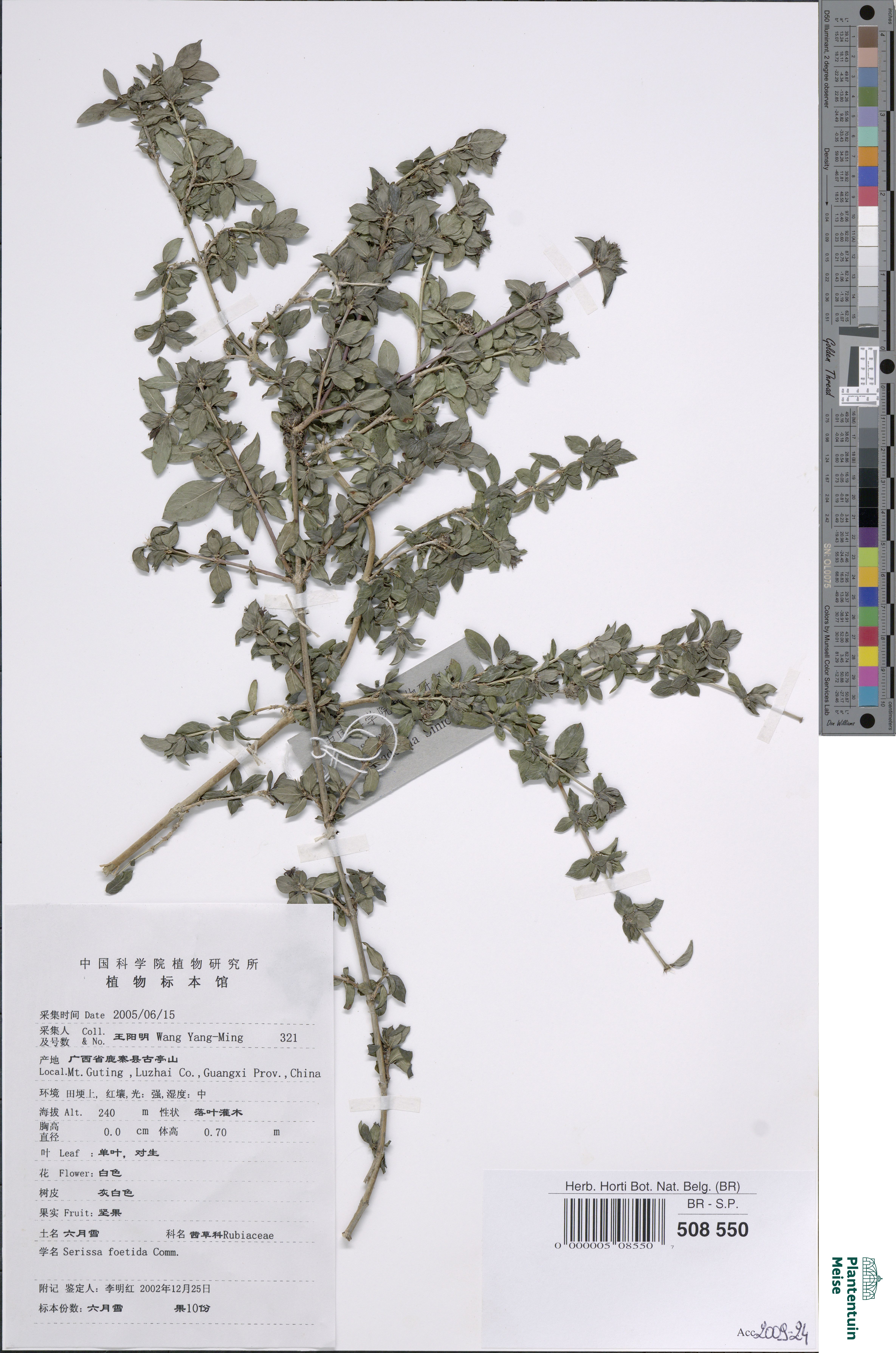 Bonsai de Serissa Variegada