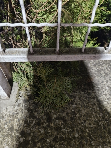 Bonsai de Cipreste Hinoki Anão