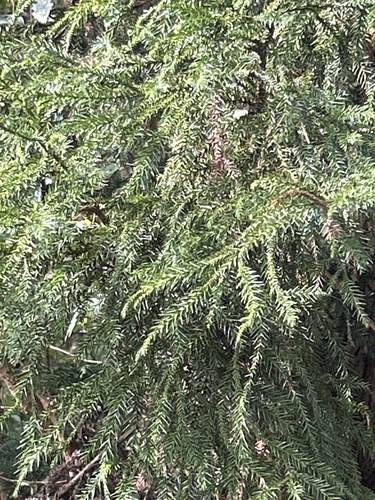 Bonsai de Criptoméria Yoshino