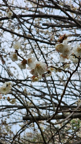 Bonsai de Ameixeira Japonesa Ume Branca