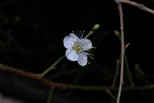 Bonsai de Ameixeira Japonesa Ume Vermelha