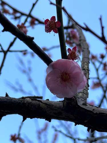 Bonsai de Ameixeira Japonesa Ume Vermelha