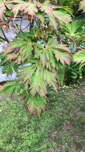 Bonsai de Bordo Japonês Vermelho