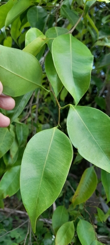 Bonsai de Ficus Benjamina