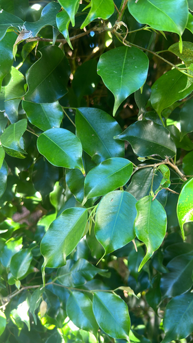 Bonsai de Ficus Benjamina