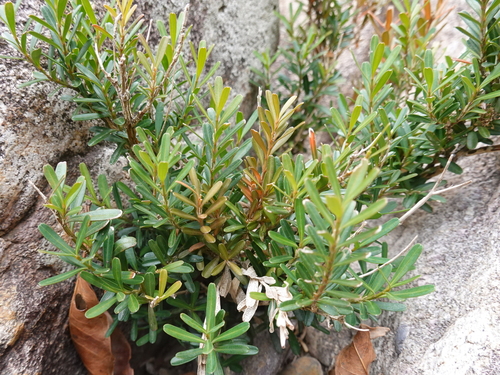 Bonsai de Buxinho de Harland