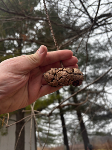 Bonsai de Cipreste Calvo do Pântano