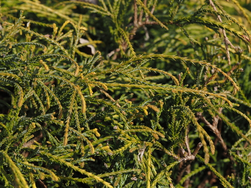 Bonsai de Cipreste Sawara