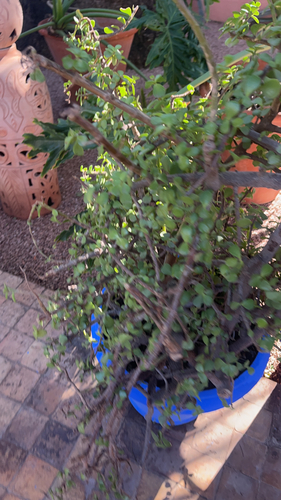 Bonsai de Mini Jade Suculenta